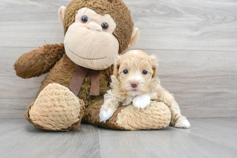 Maltipoo Pup Being Cute