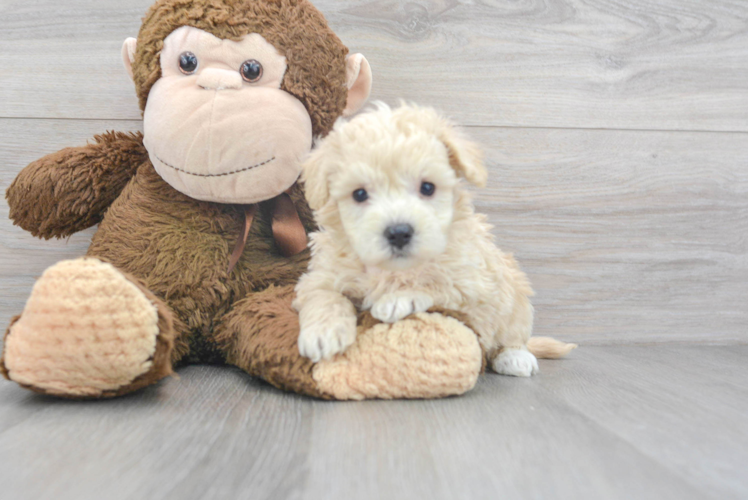 Maltipoo Pup Being Cute