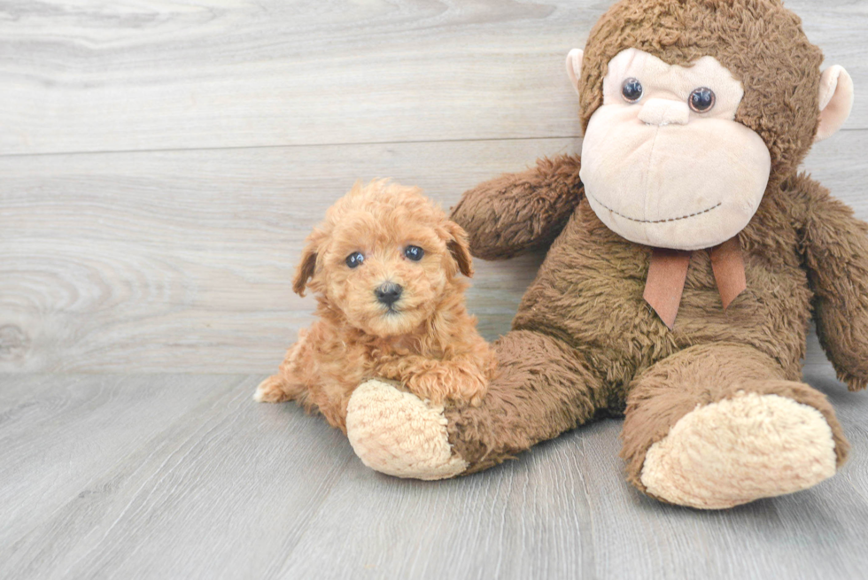 Smart Maltipoo Poodle Mix Pup