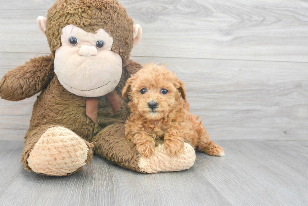 Fluffy Maltipoo Poodle Mix Pup