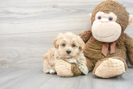 Fluffy Maltipoo Poodle Mix Pup