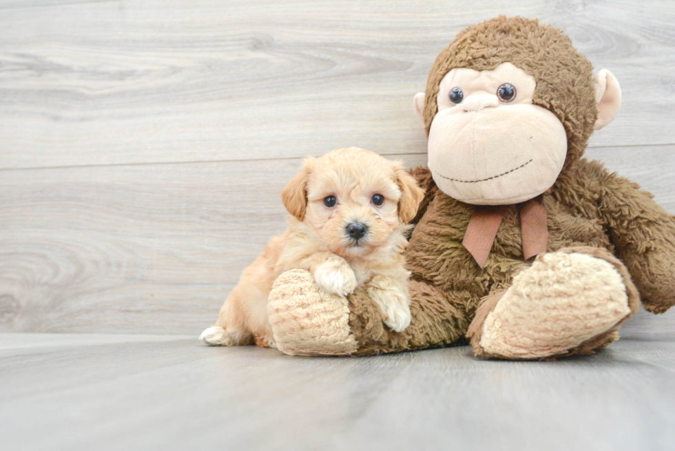 Best Maltipoo Baby