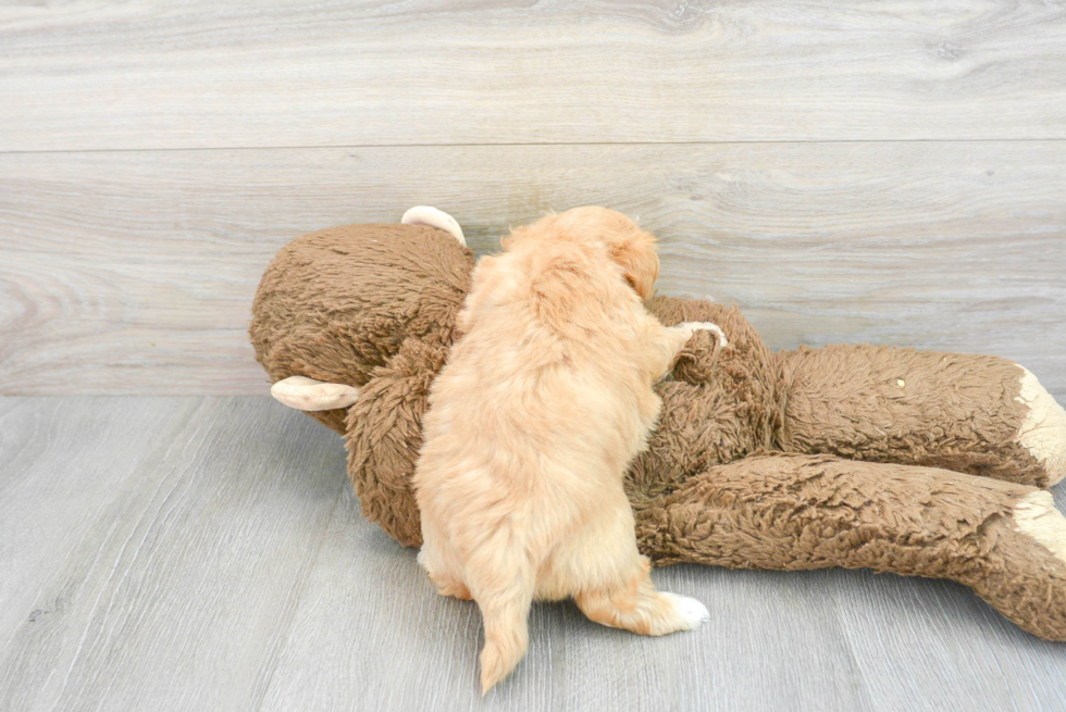 Energetic Maltese Poodle Poodle Mix Puppy