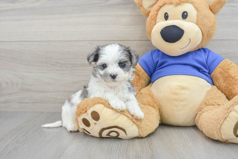 Popular Maltipoo Poodle Mix Pup