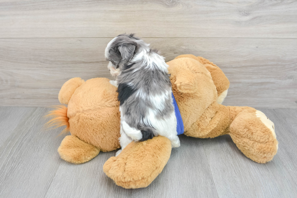 Small Maltipoo Baby