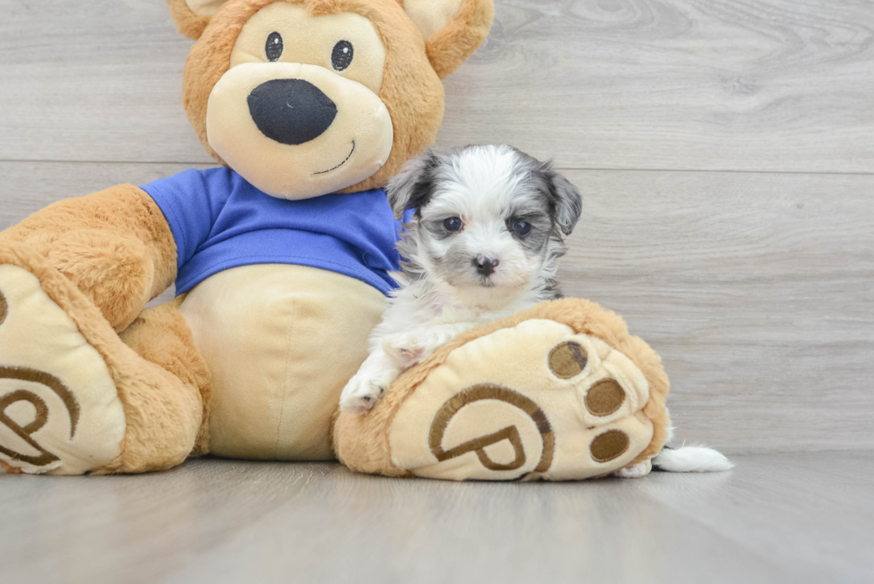 Playful Maltese Poodle Poodle Mix Puppy