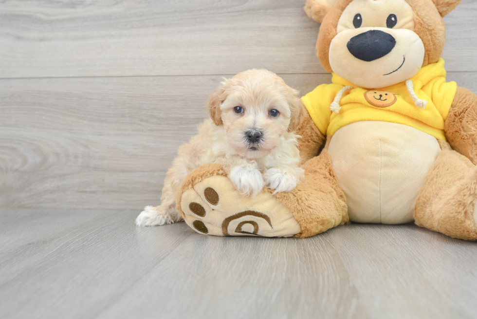 Maltipoo Pup Being Cute