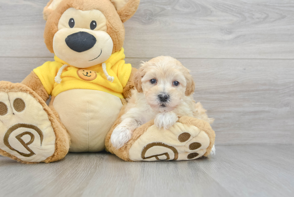 Maltipoo Pup Being Cute