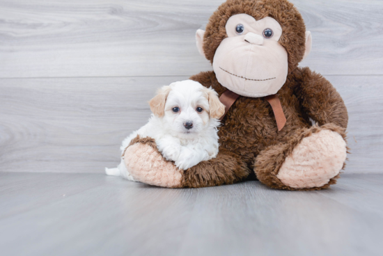 Energetic Maltepoo Poodle Mix Puppy