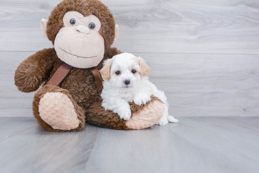 Maltipoo Pup Being Cute