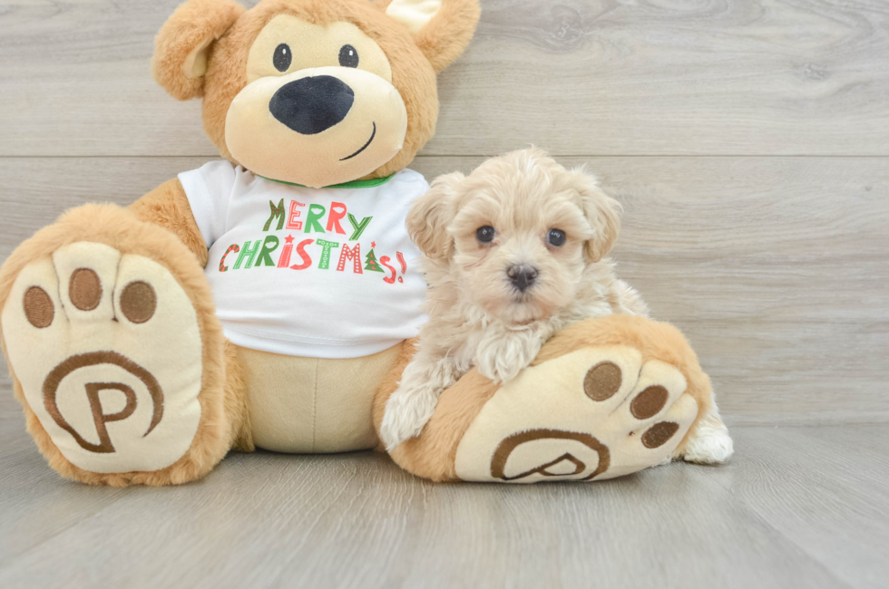 5 week old Maltipoo Puppy For Sale - Premier Pups