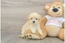 Popular Maltipoo Poodle Mix Pup