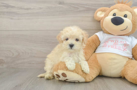 Popular Maltipoo Poodle Mix Pup