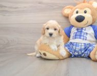8 week old Maltipoo Puppy For Sale - Premier Pups