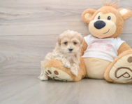 8 week old Maltipoo Puppy For Sale - Premier Pups