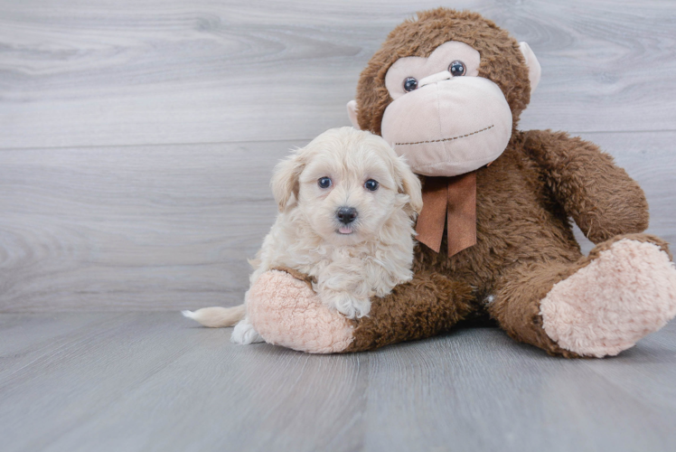 Maltipoo Puppy for Adoption