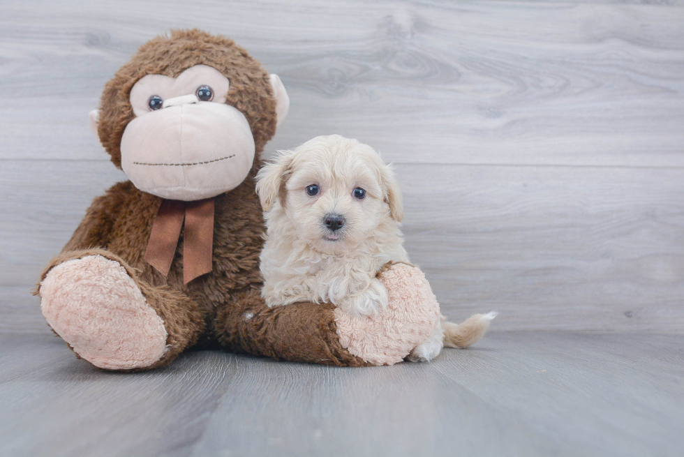 Cute Maltipoo Baby