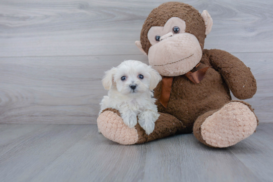 Maltipoo Pup Being Cute