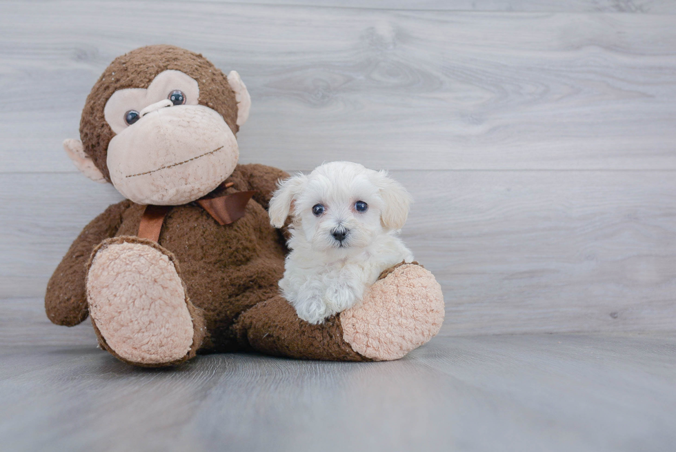 Funny Maltipoo Poodle Mix Pup