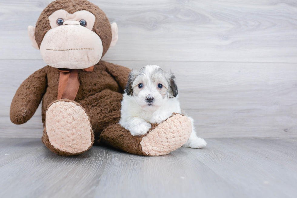 Maltipoo Pup Being Cute