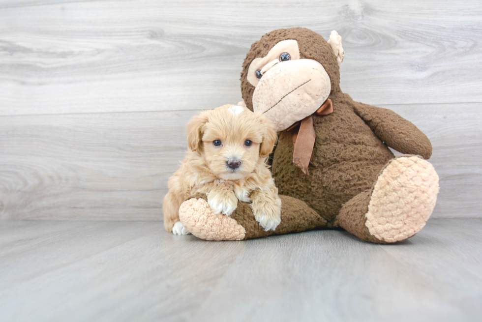 Fluffy Maltipoo Poodle Mix Pup