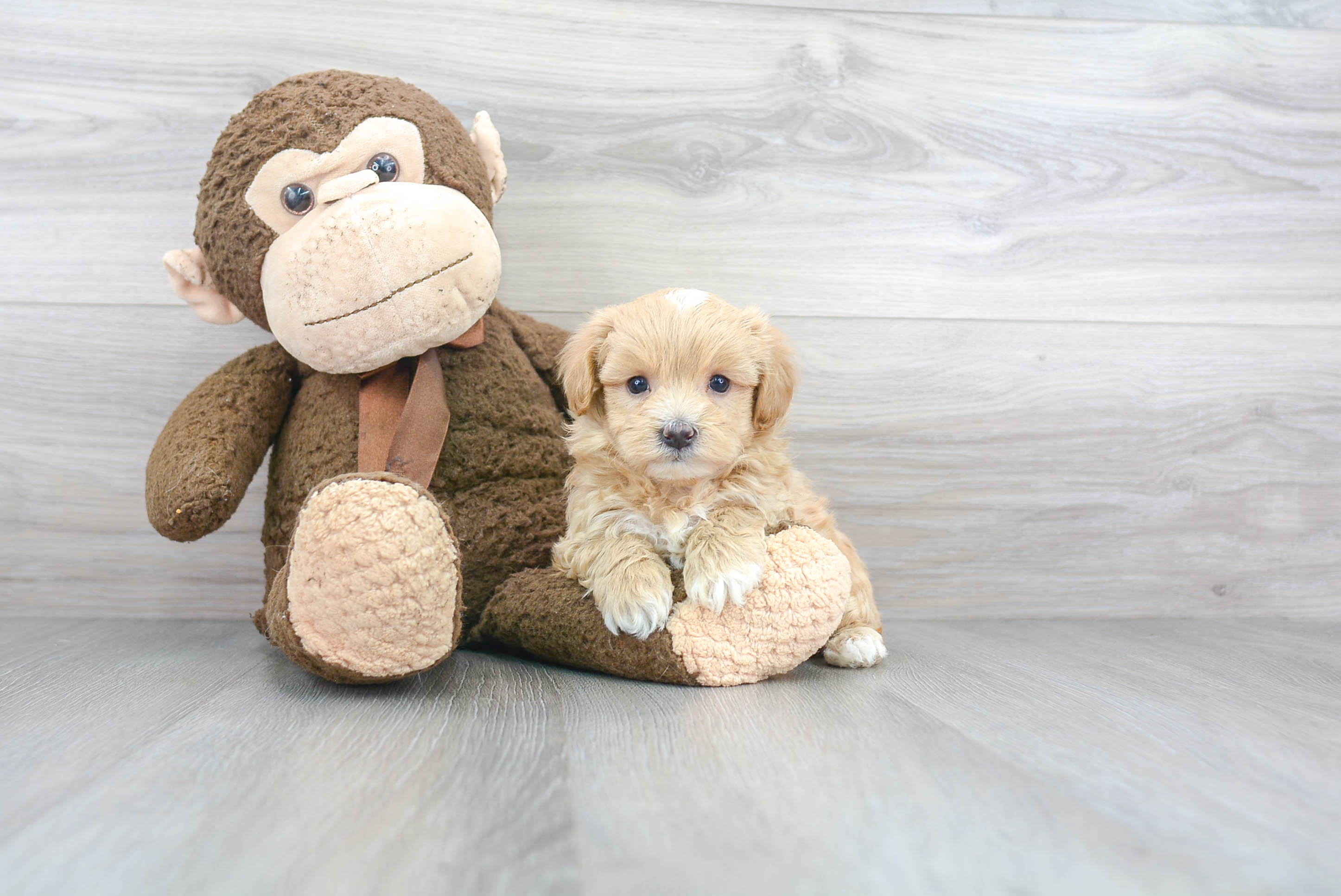 Sweet Maltipoo Baby