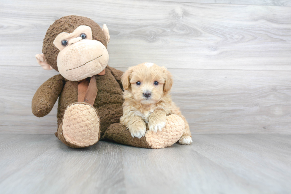 Sweet Maltipoo Baby