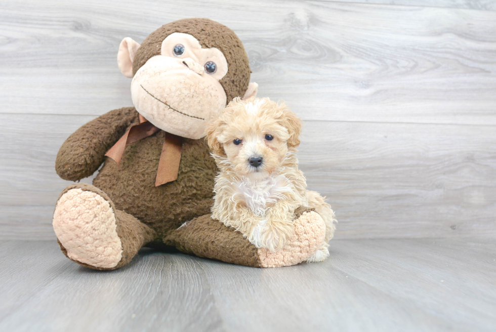 Best Maltipoo Baby