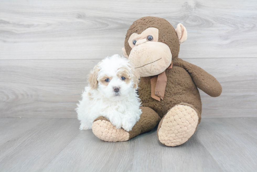 Maltipoo Pup Being Cute