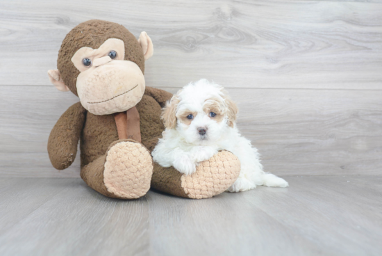 Sweet Maltipoo Baby