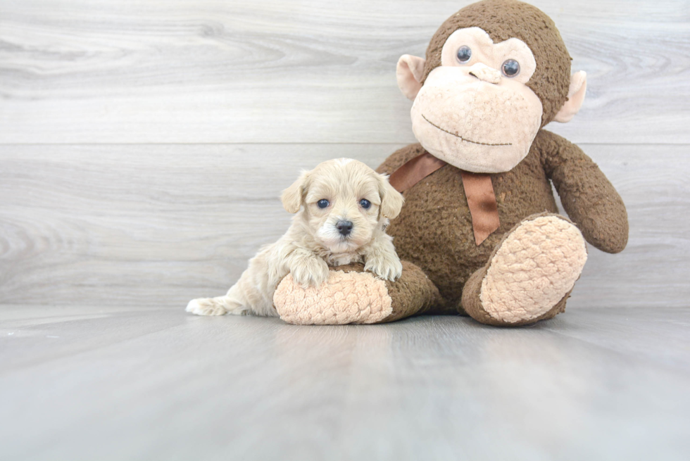 Cute Maltipoo Baby