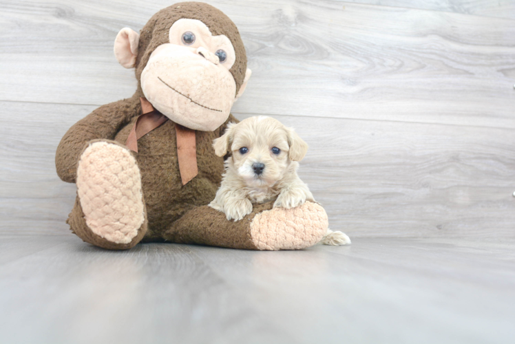 Maltipoo Pup Being Cute