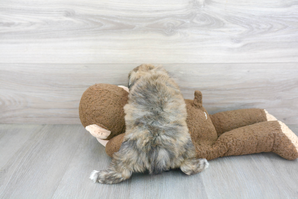 Playful Maltepoo Poodle Mix Puppy