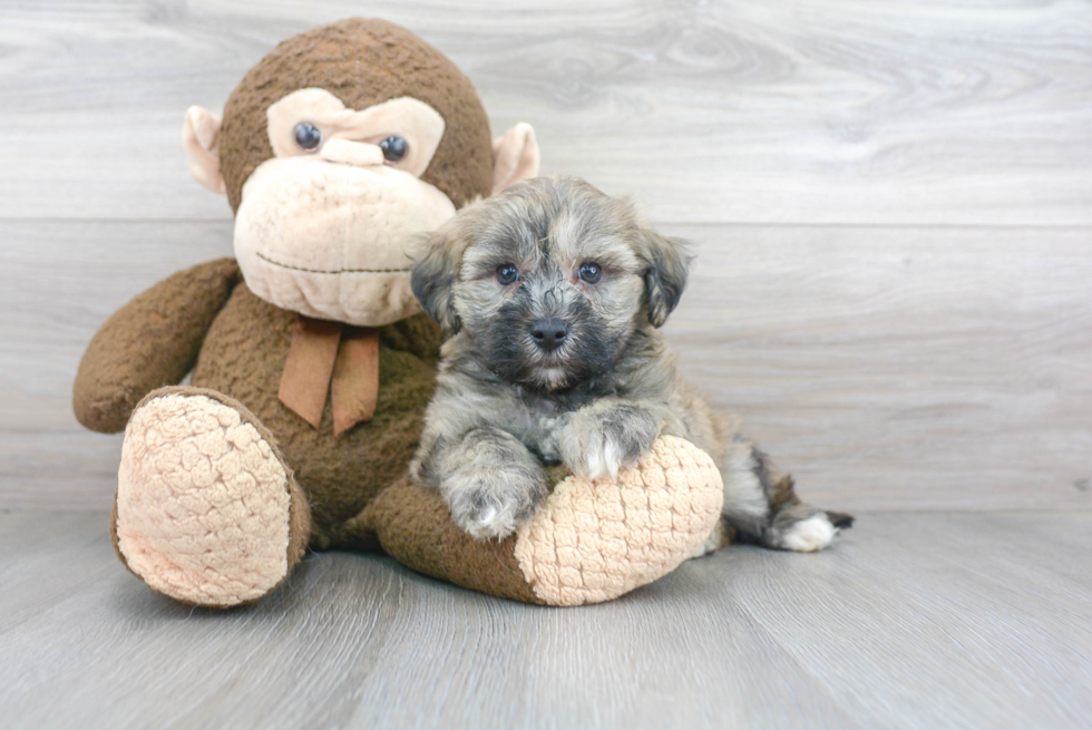 Maltipoo Puppy for Adoption