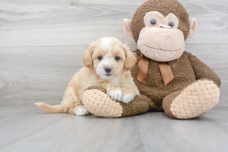 Happy Maltipoo Baby