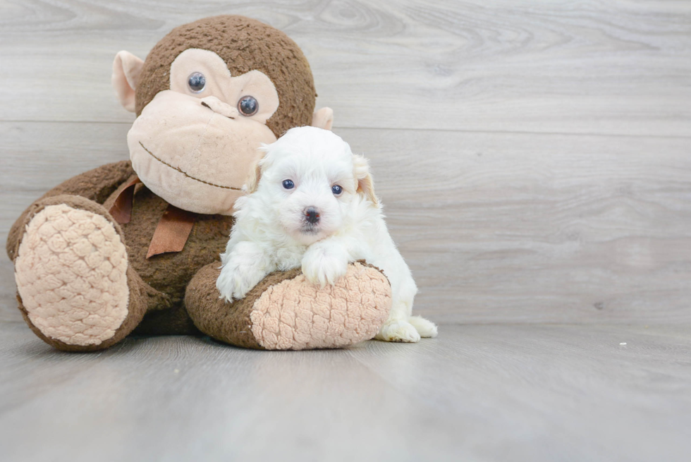 Cute Maltepoo Poodle Mix Puppy