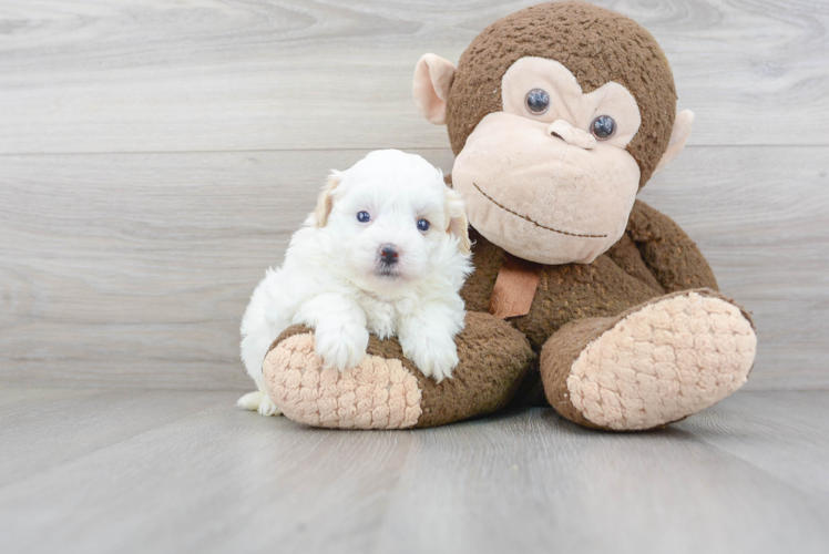 Maltipoo Puppy for Adoption