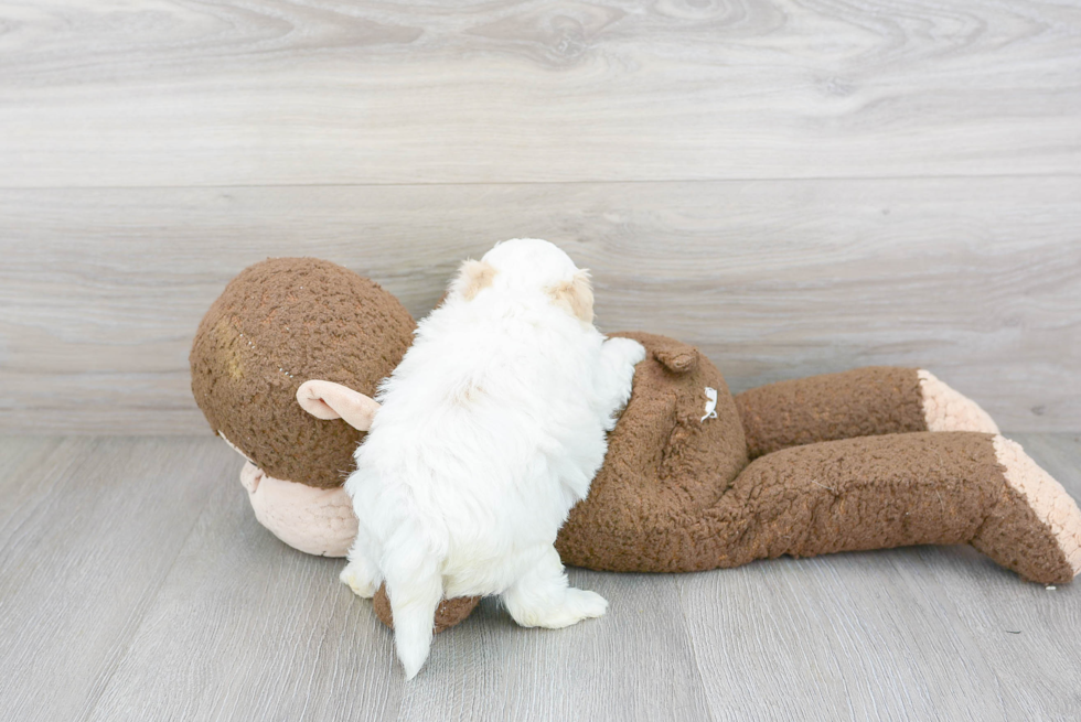 Cute Maltipoo Baby