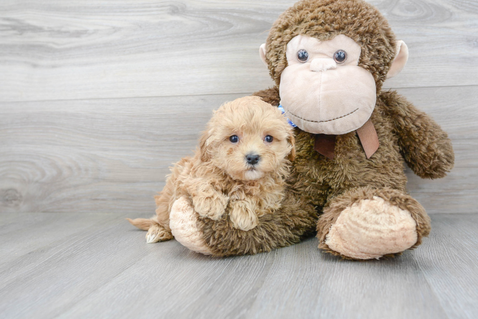 Maltipoo Pup Being Cute