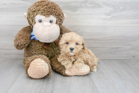 Best Maltipoo Baby