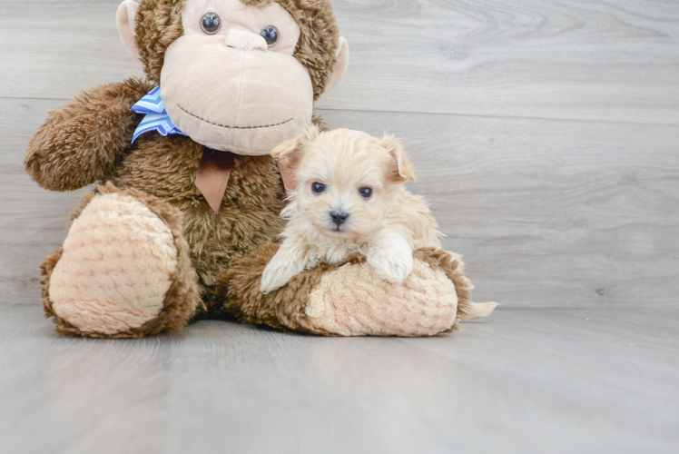 Maltipoo Puppy for Adoption