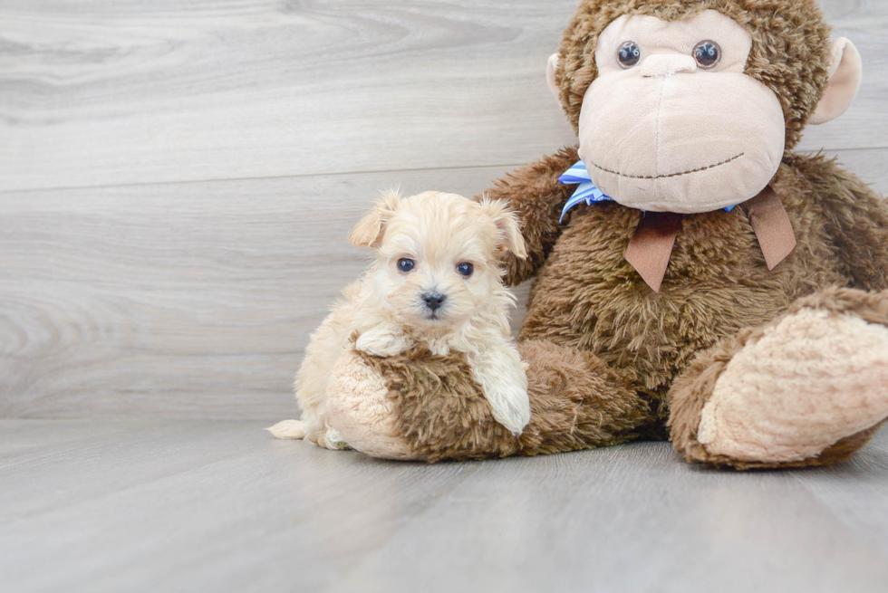 Maltipoo Puppy for Adoption