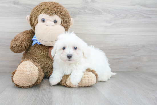 Funny Maltipoo Poodle Mix Pup