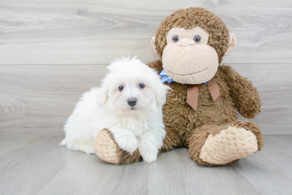 Maltipoo Pup Being Cute