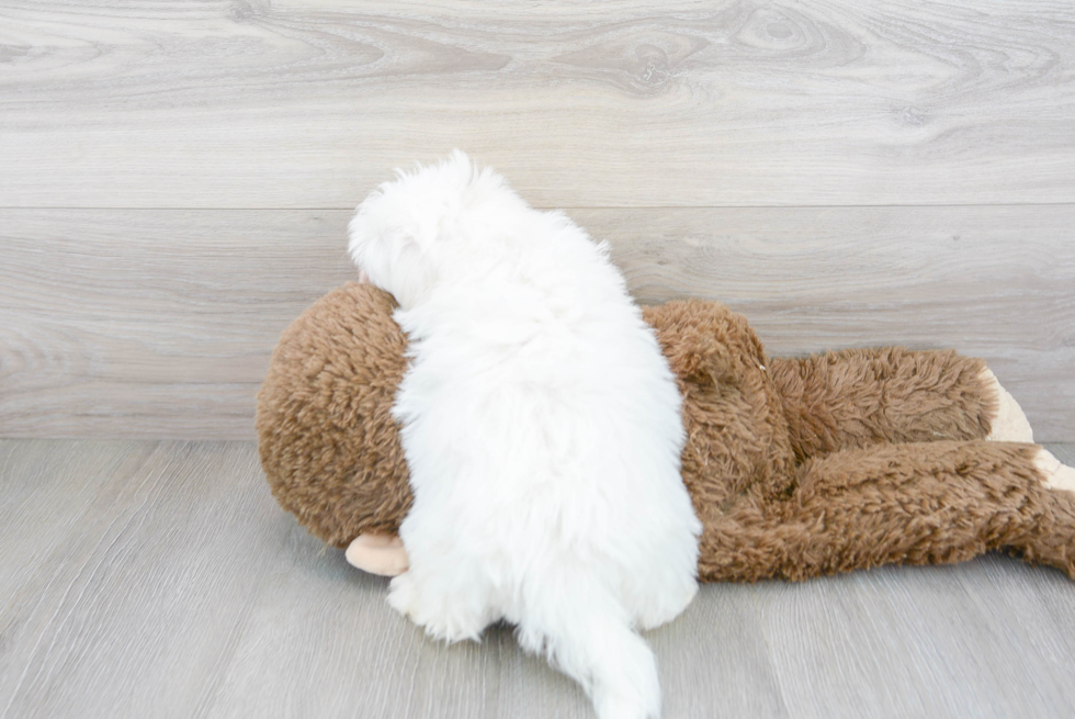 Maltipoo Pup Being Cute