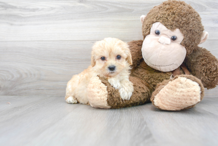 Small Maltipoo Baby