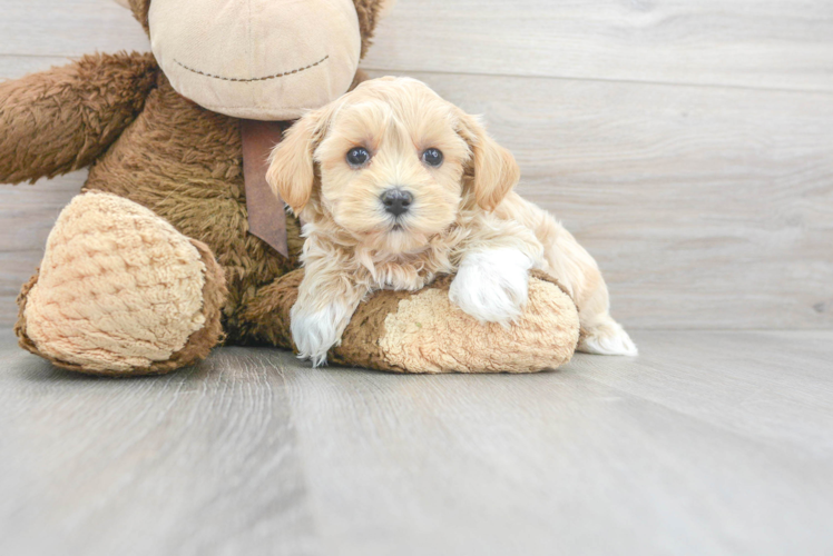 Best Maltipoo Baby