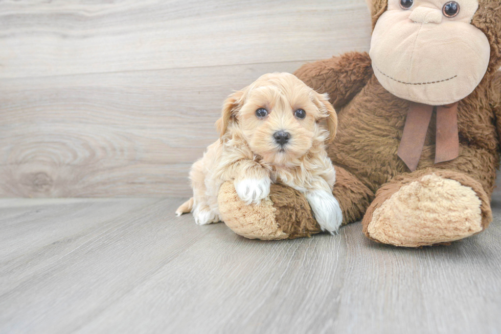 Best Maltipoo Baby