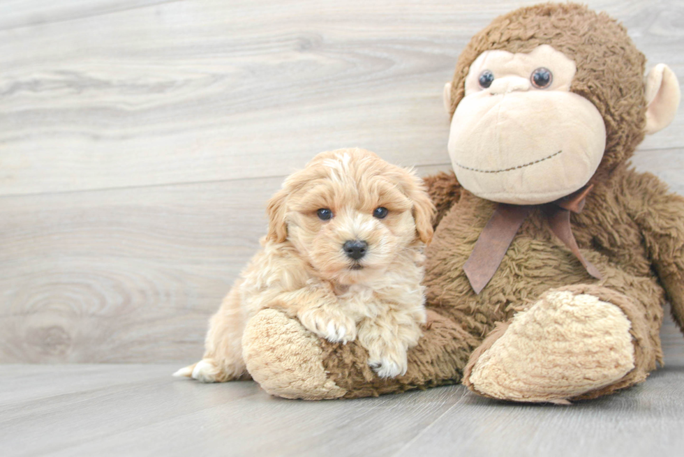 Adorable Maltese Poodle Poodle Mix Puppy