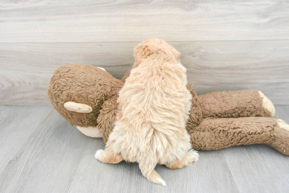 Maltipoo Pup Being Cute